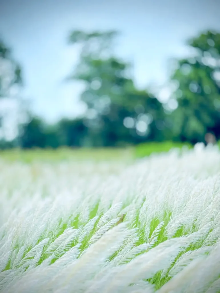 Kash Flower Ai Photo Editing Prompt Background